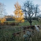 Rostlaube im Feld, aber die Birke leuchtet golden in der Morgensonne.