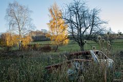 Rostlaube im Feld, aber die Birke leuchtet golden in der Morgensonne.