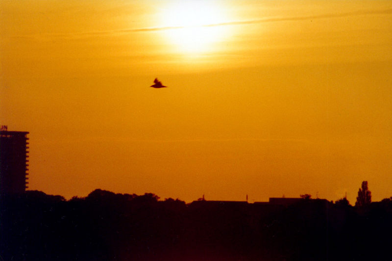 Rostock bei Sonnenuntergang