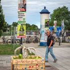 Rostock in Zeiten des Wahlkampfes