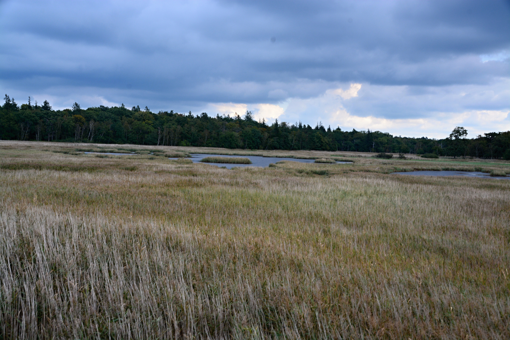 Rostocker Heide III