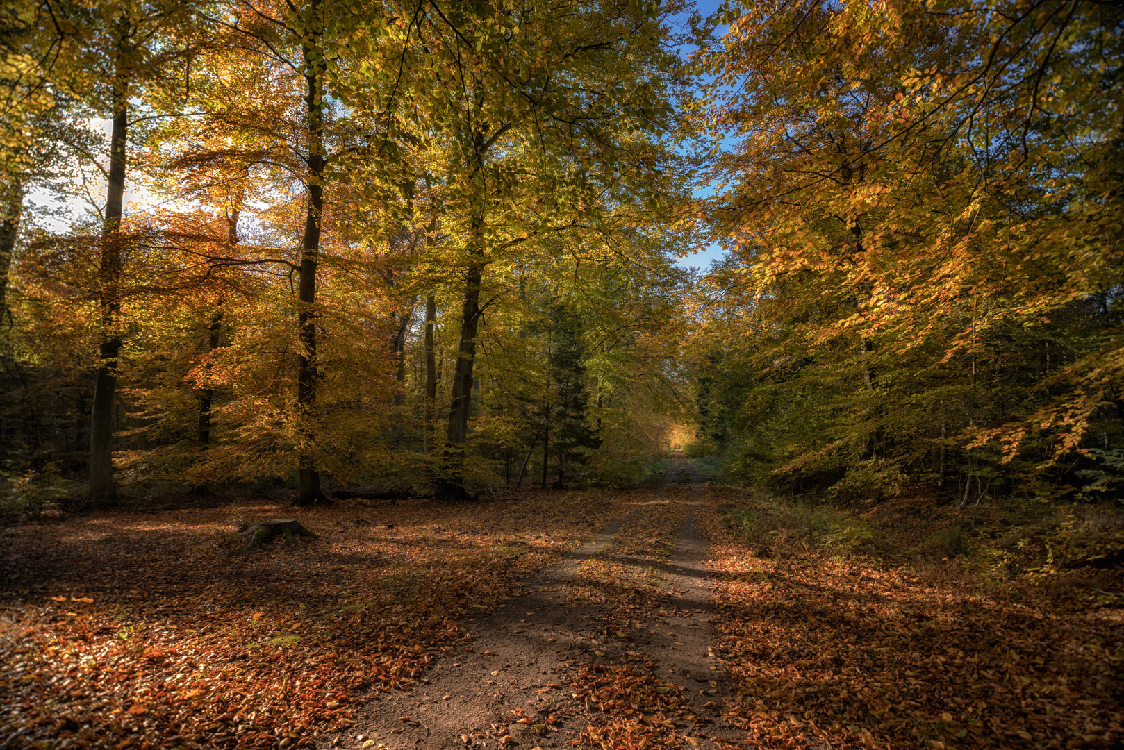 Rostocker Herbstwald