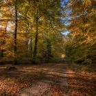 Rostocker Herbstwald