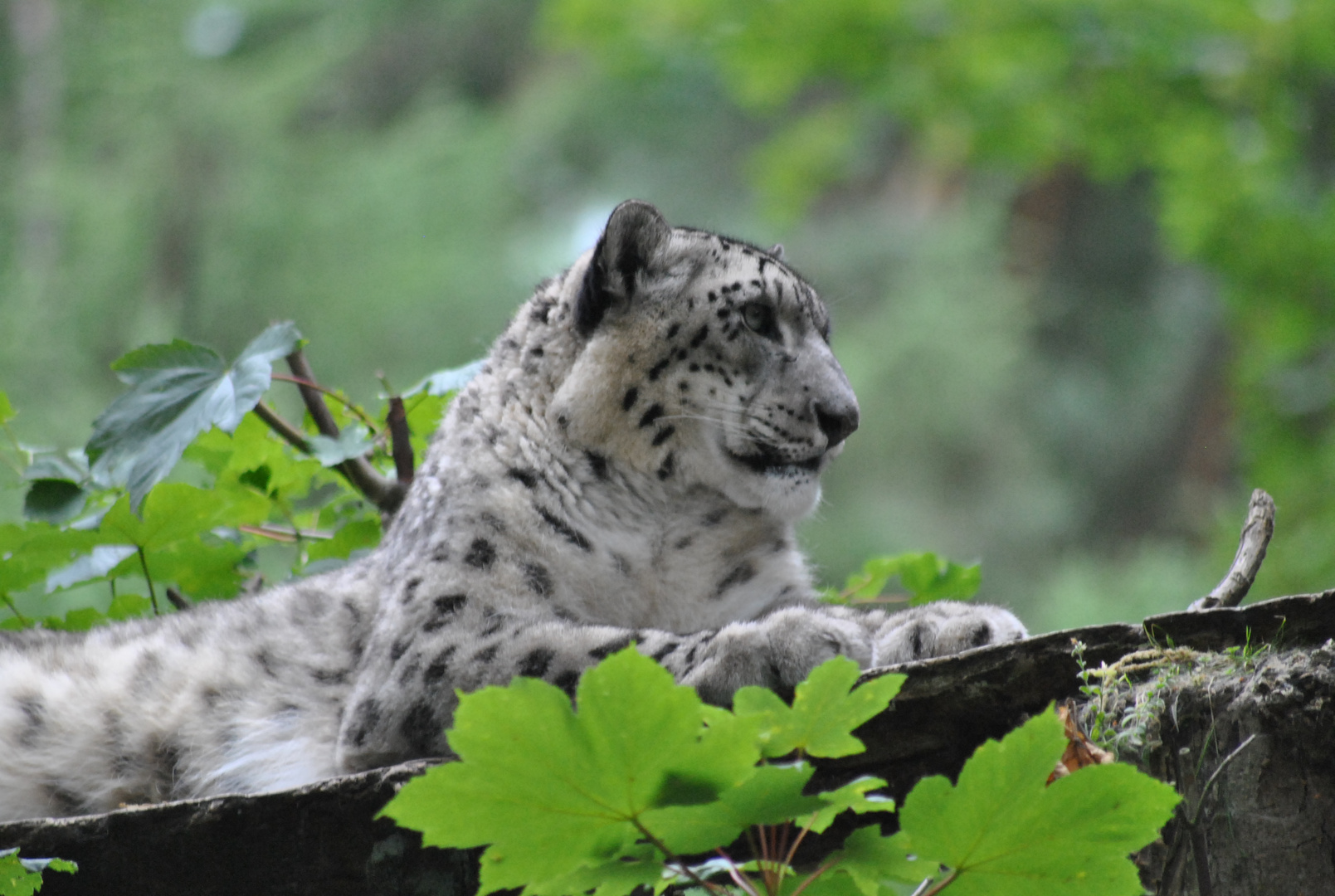 Rostocker Schneeleopard