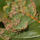 Rostpilzbefall auf Stachelbeere - welcher Rostpilz ist das?