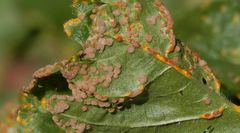 Rostpilzbefall auf Stachelbeere - welcher Rostpilz ist das?