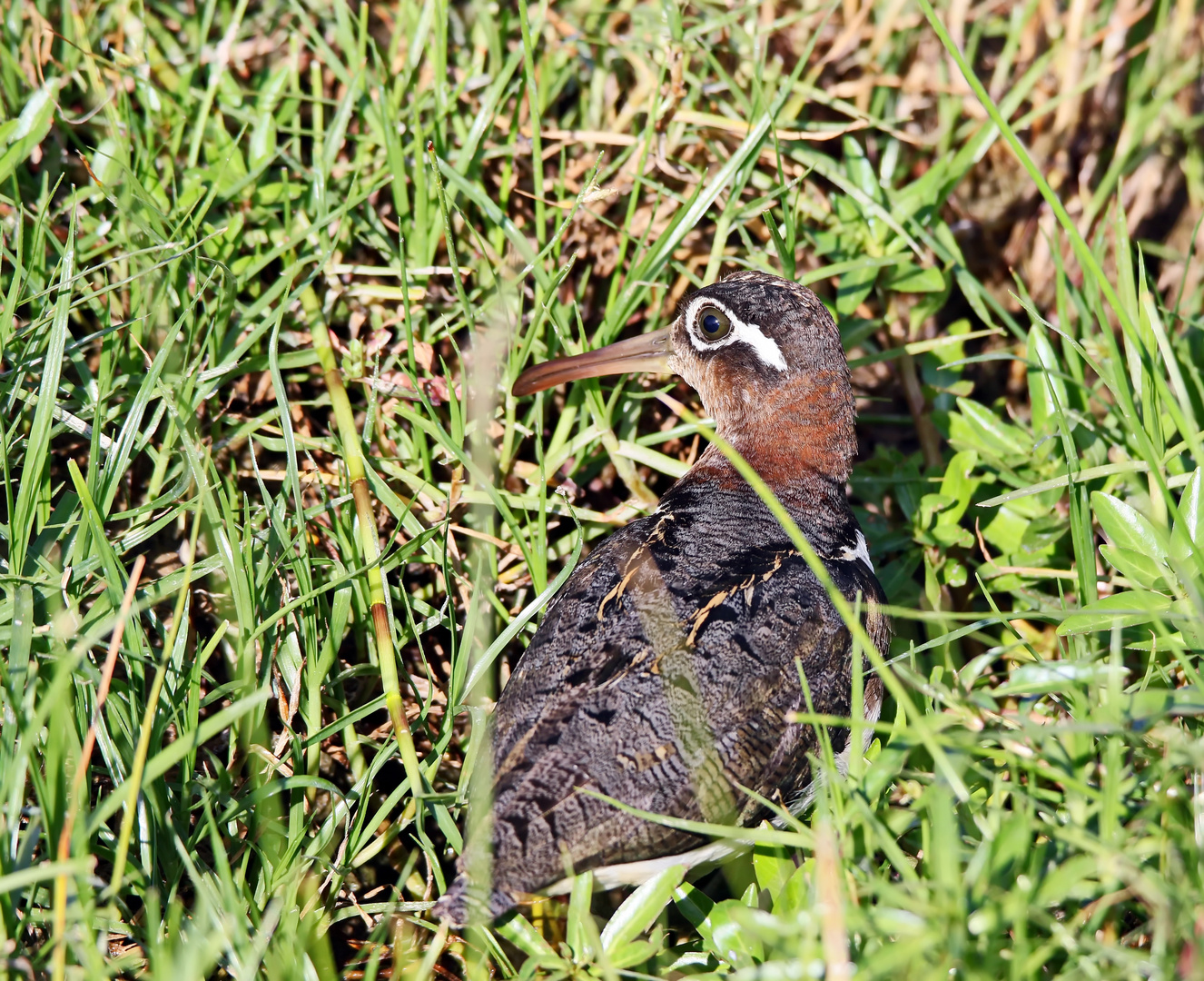 Rostratula benghalensis