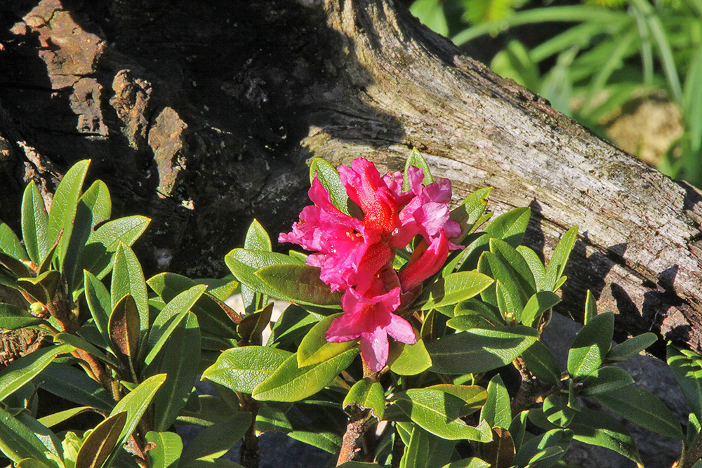 Rostrote Alpenrose