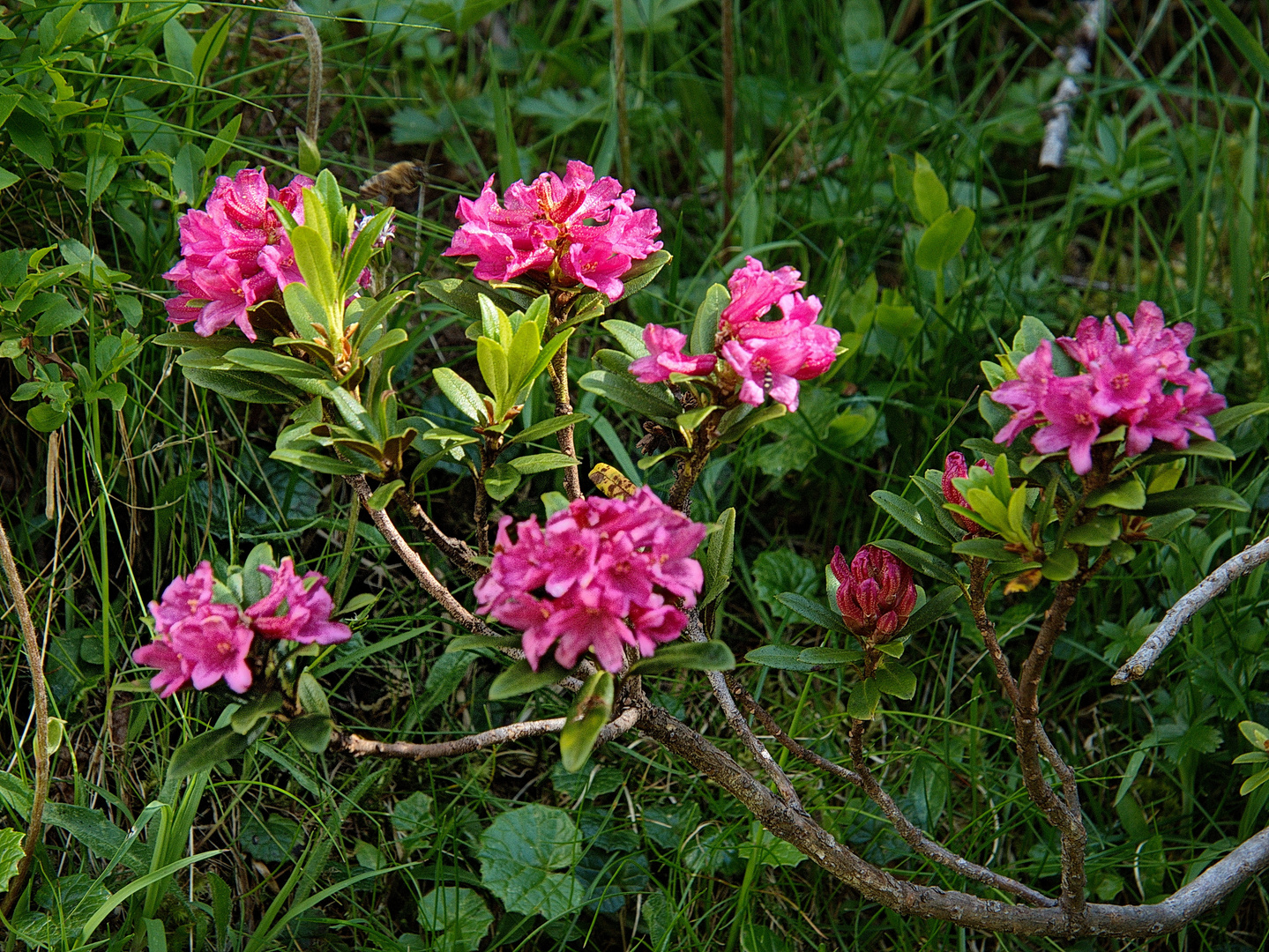 " Rostrote Alpenrose "