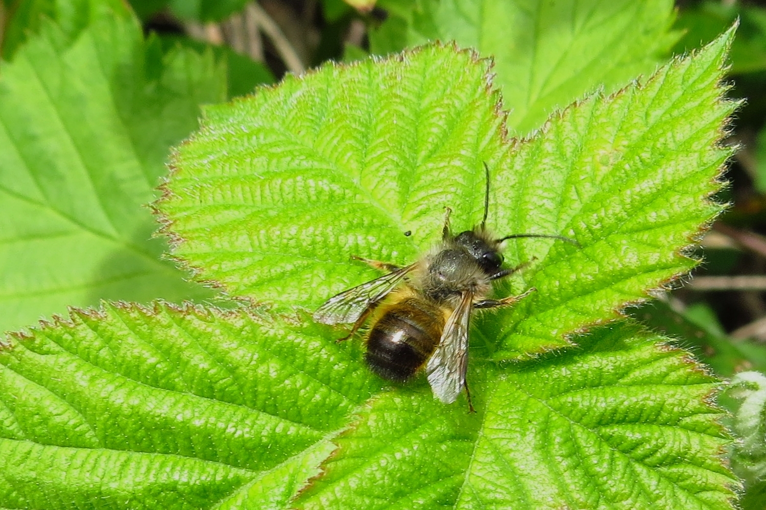 Rostrote Mauerbiene, männlich