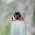 Rostrote Mauerbiene (Osmia bicornis) "am Rednerpult" - Insekt des Jahres 2019