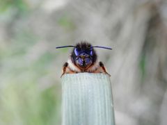 Rostrote Mauerbiene (Osmia bicornis) "am Rednerpult" - Insekt des Jahres 2019