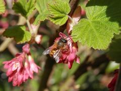 Rostrote Mauerbiene (Osmia bicornis) auf Blut-Johannisbeere (Ribes sanguineum)