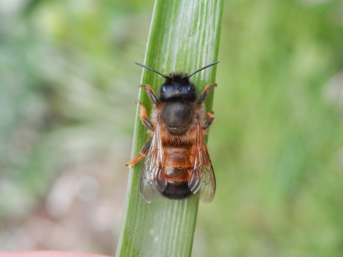 Rostrote Mauerbiene (Osmia bicornis) - Insekt des Jahres 2019