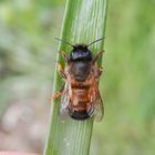 Rostrote Mauerbiene (Osmia bicornis) - Insekt des Jahres 2019