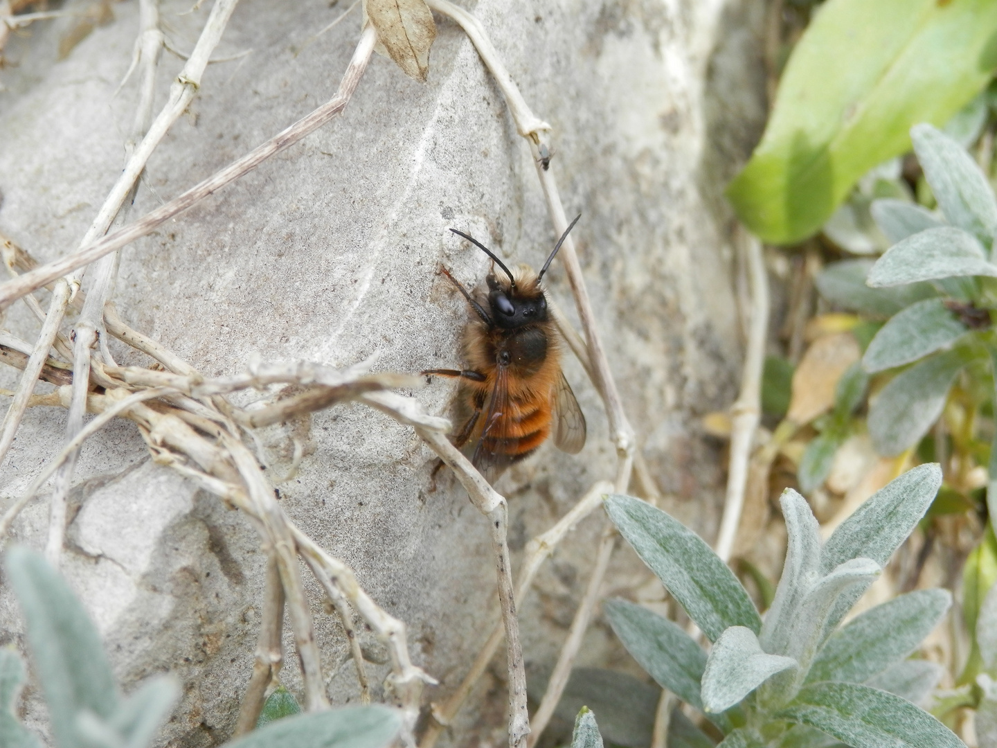 Rostrote Mauerbiene (Osmia bicornis) - Insekt des Jahres 2019