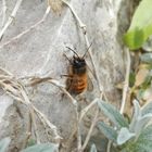 Rostrote Mauerbiene (Osmia bicornis) - Insekt des Jahres 2019