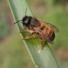 Rostrote Mauerbiene (Osmia bicornis) - Insekt des Jahres 2019