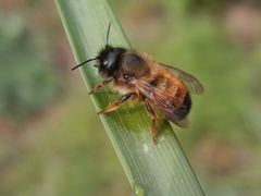 Rostrote Mauerbiene (Osmia bicornis) - Insekt des Jahres 2019