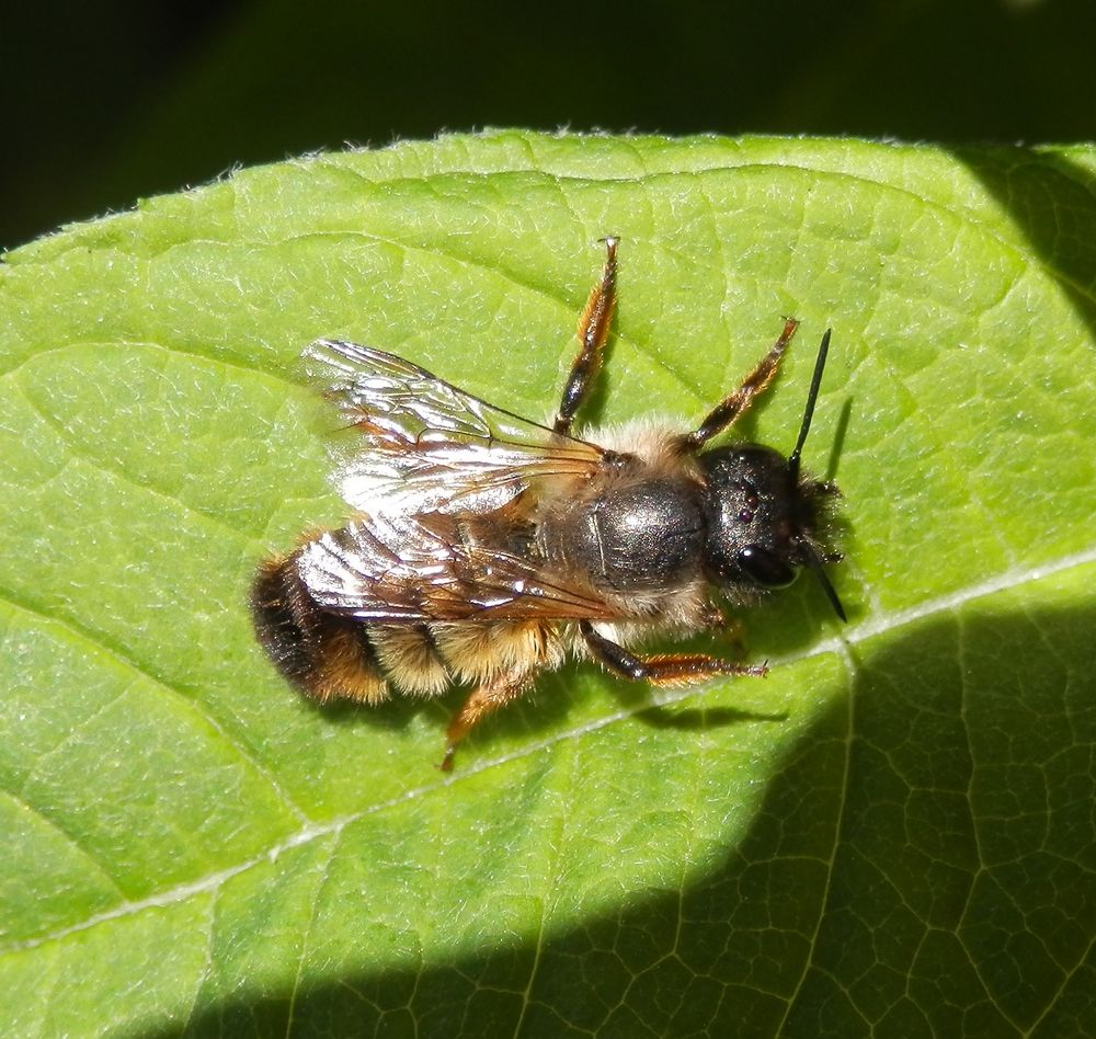 Rostrote Mauerbiene (Osmia bicornis; Syn. Osmia rufa) ?