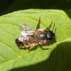 Rostrote Mauerbiene (Osmia bicornis; Syn. Osmia rufa) ?