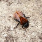 Rostrote Sandbiene (Andrena fulva) auf verwitterndem Sandstein