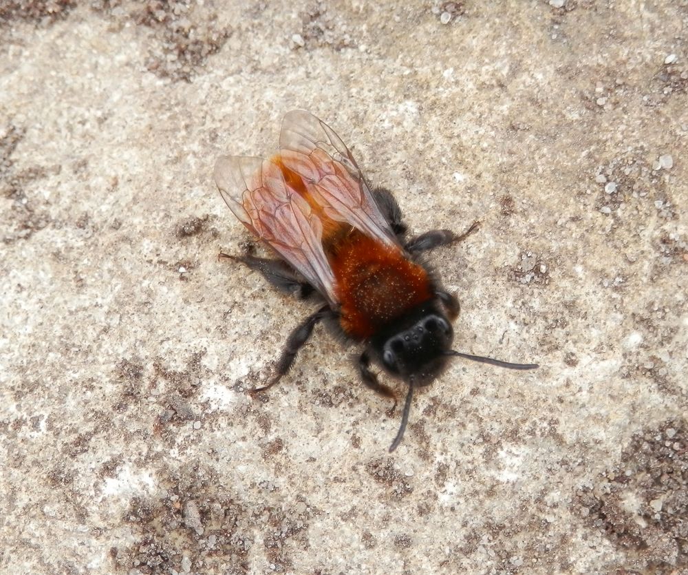 Rostrote Sandbiene (Andrena fulva) auf verwitterndem Sandstein