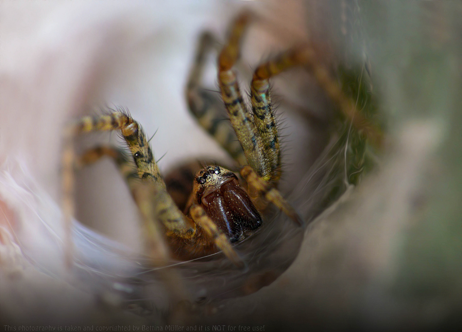 Rostrote Winkelspinne in ihrem Netz 