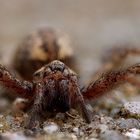 Rostrote Winkelspinne (Tegenaria ferruginea)