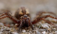 Rostrote Winkelspinne (Tegenaria ferruginea)