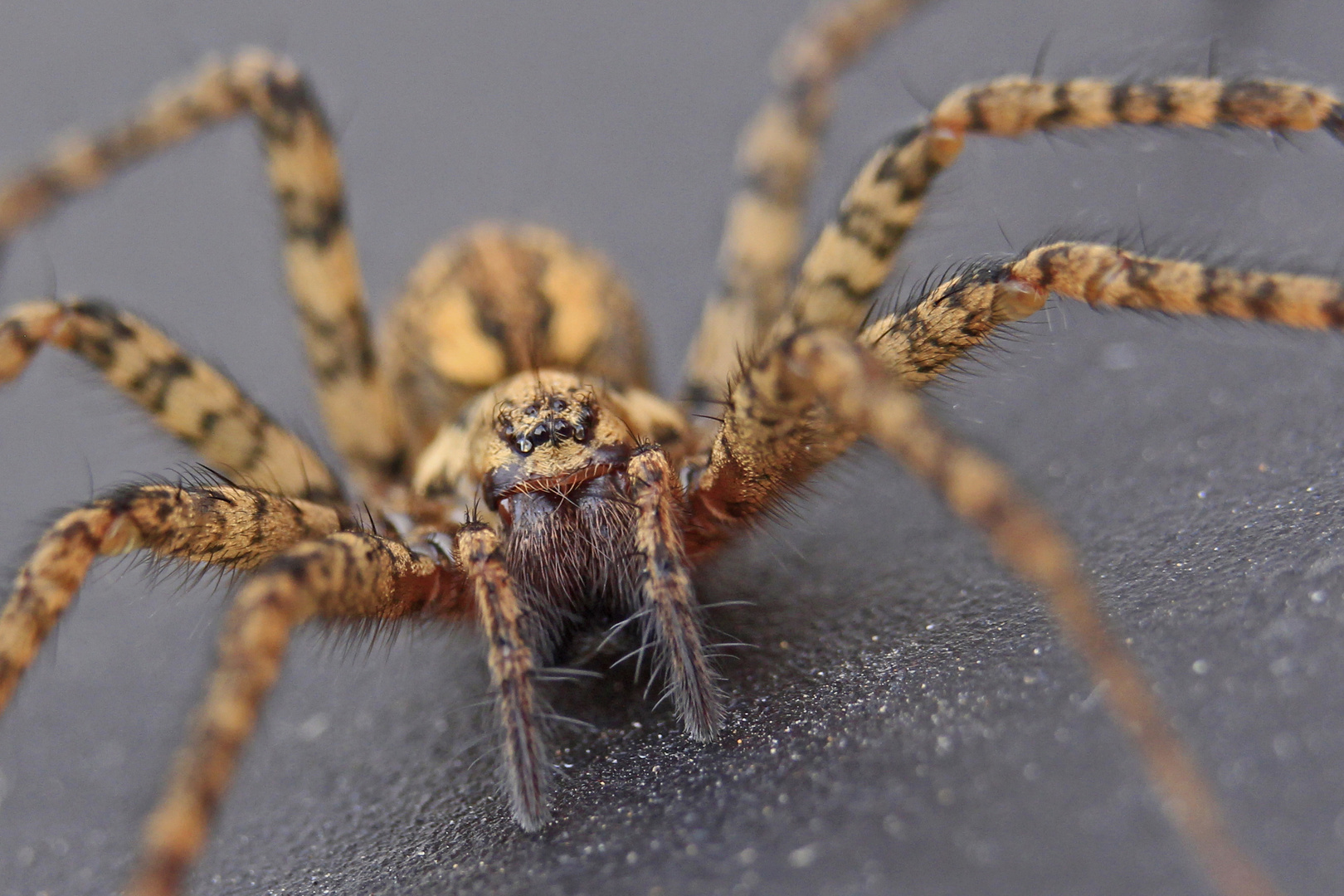 Rostrote Winkelspinne und keine Gartenkreuzspinne