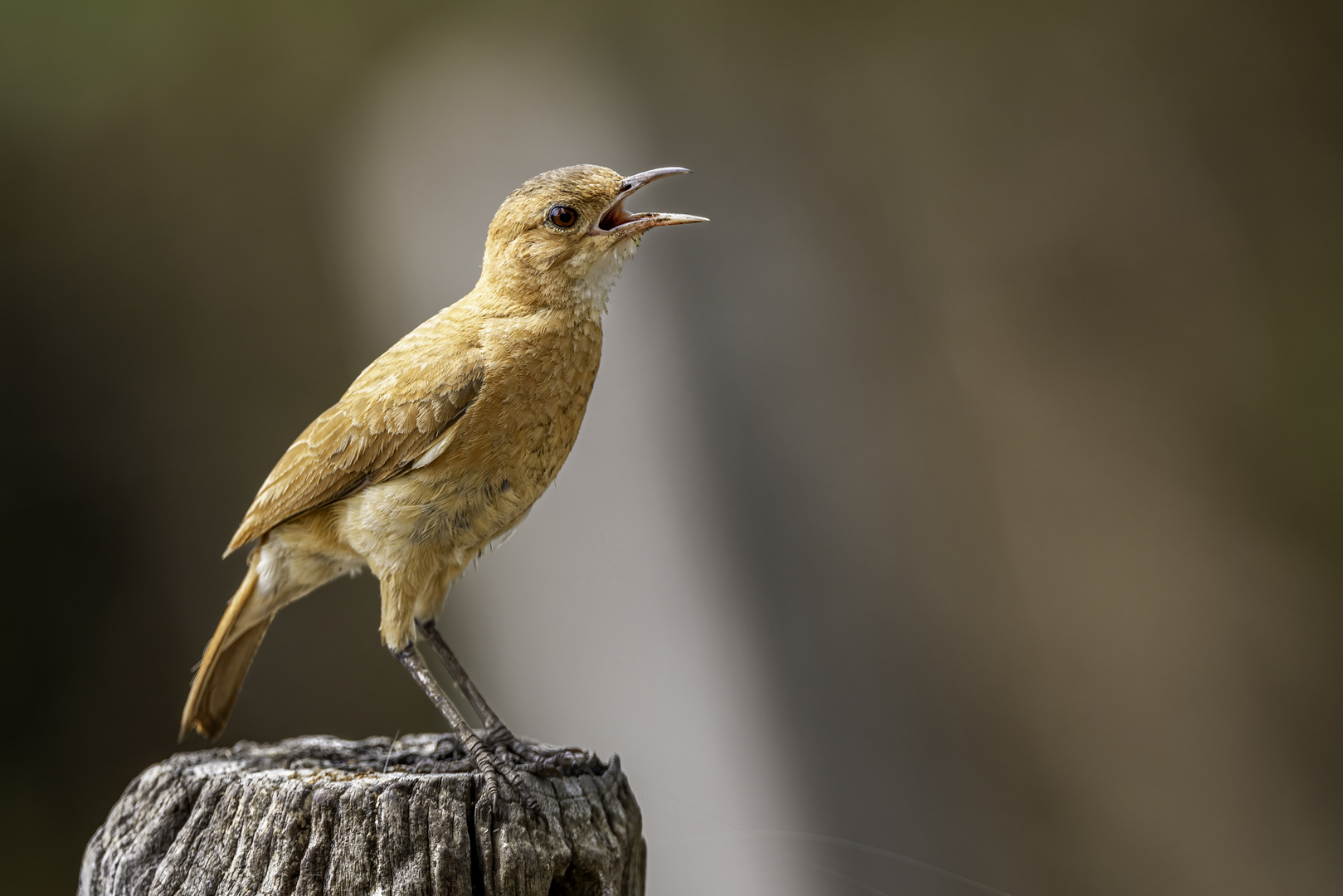 Rosttöpfer (Rufous-Hornero)