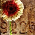 []...rost.und.gerbera...[]