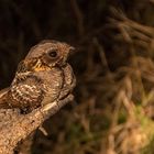 Rostwangen-Nachtschwalbe - Rufous-cheeked nightjar (Caprimulgus rufigena)