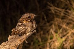 Rostwangen-Nachtschwalbe - Rufous-cheeked nightjar (Caprimulgus rufigena)