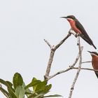 Rosy Bee-Eater