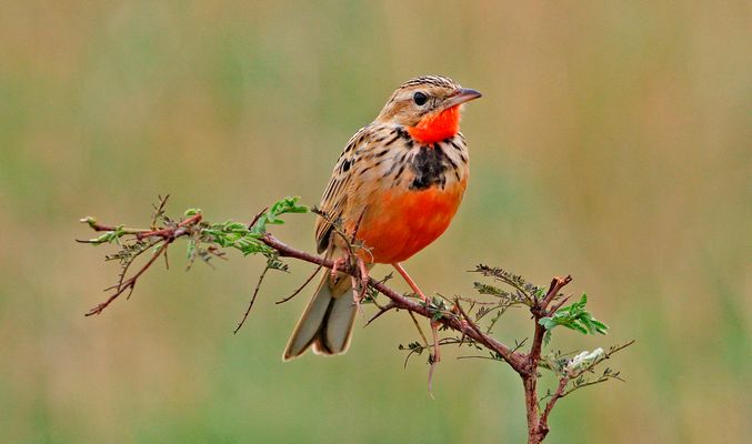 Rosy-breasted Longclaw  ( Macronyx ameliue )