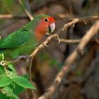 rosy faced lovebird