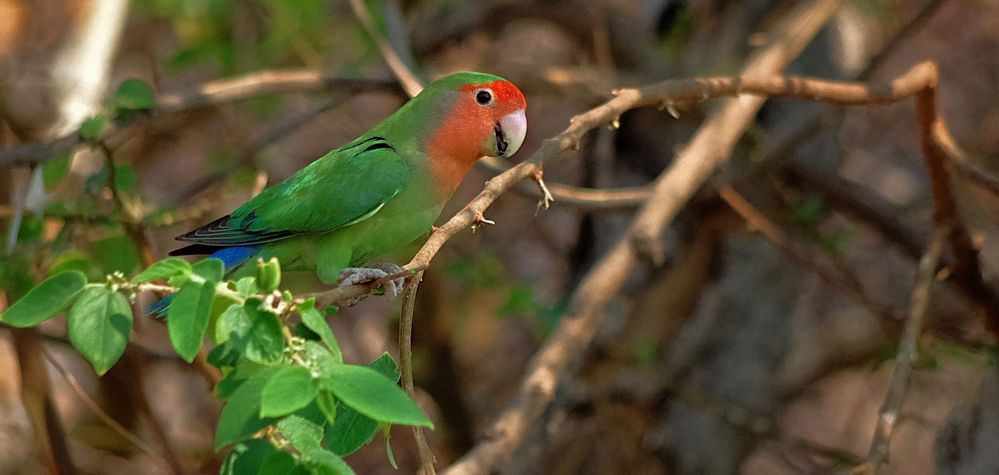 rosy faced lovebird