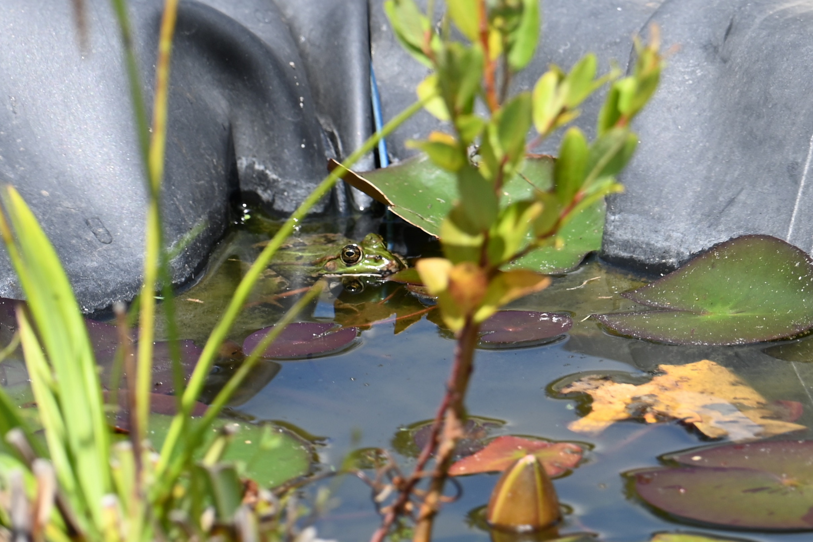 "Rosy" la grenouille