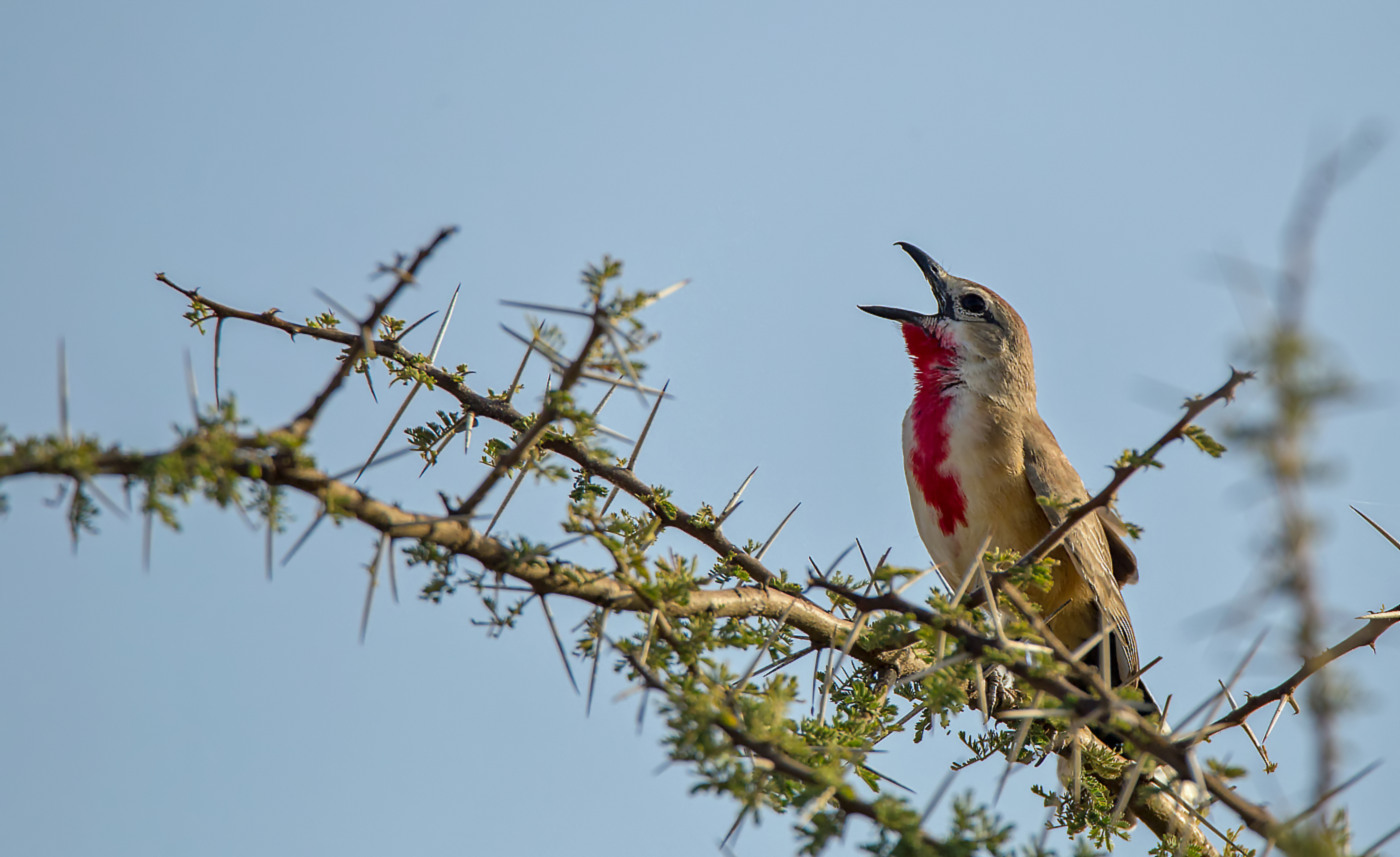 Rosy-patches Bushshrike