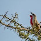 Rosy-patches Bushshrike