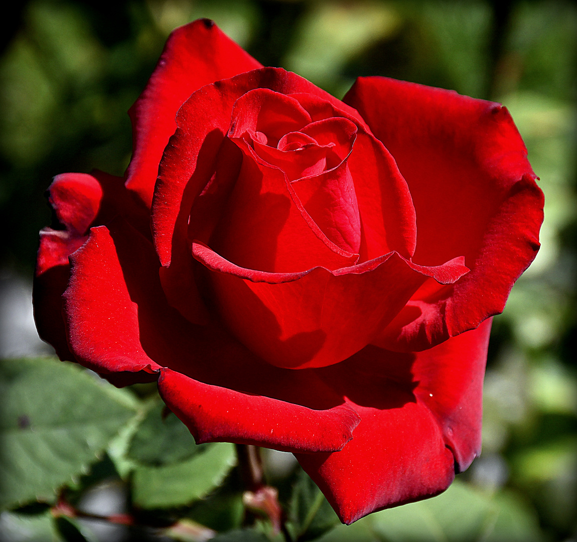 &quot;rot&quot; Foto &amp; Bild | motive Bilder auf fotocommunity