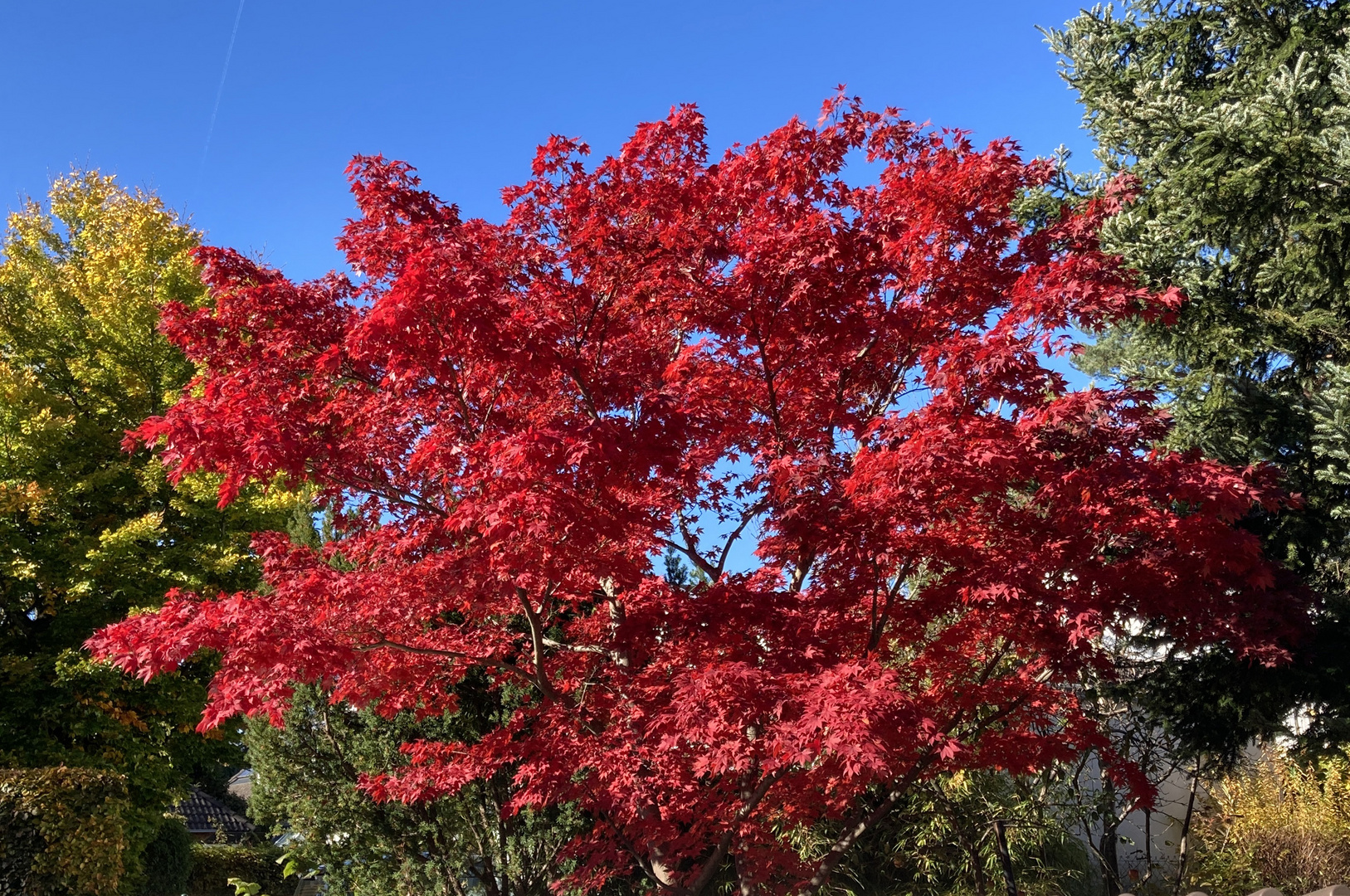 RotAhorn Foto & Bild herbst 2021, outdoor, natur Bilder auf