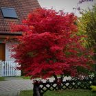 Rot-Ahorn (Acer rubrum)