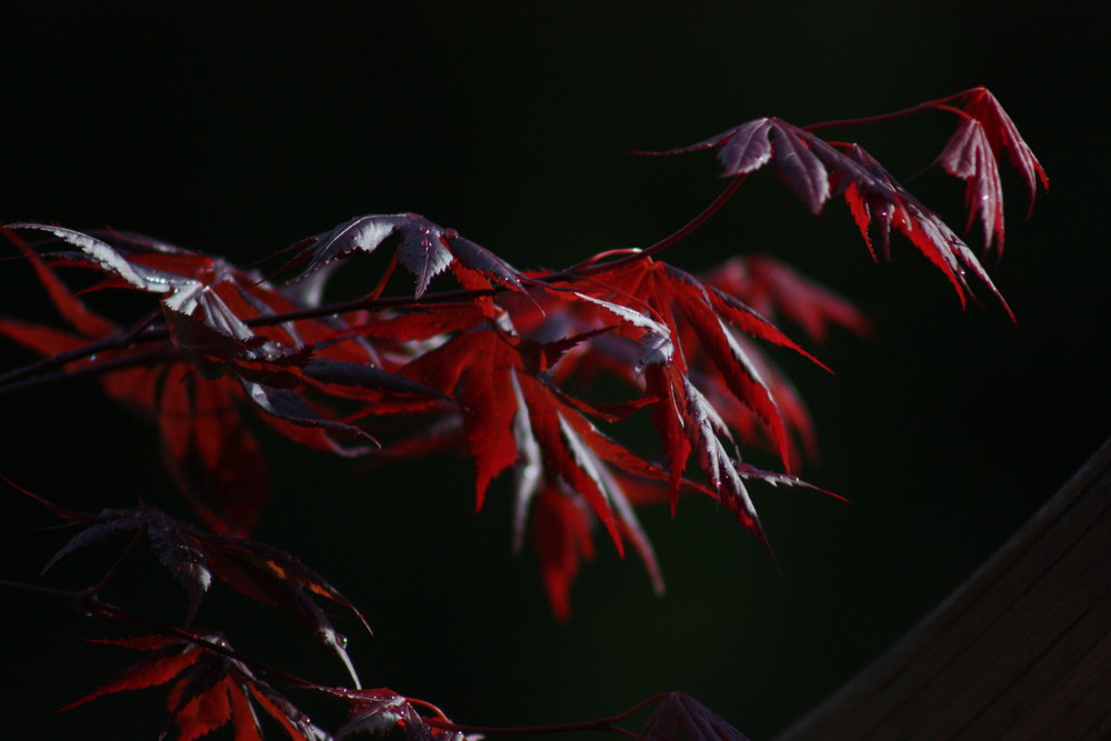 Rot-Ahorn im Abendlicht