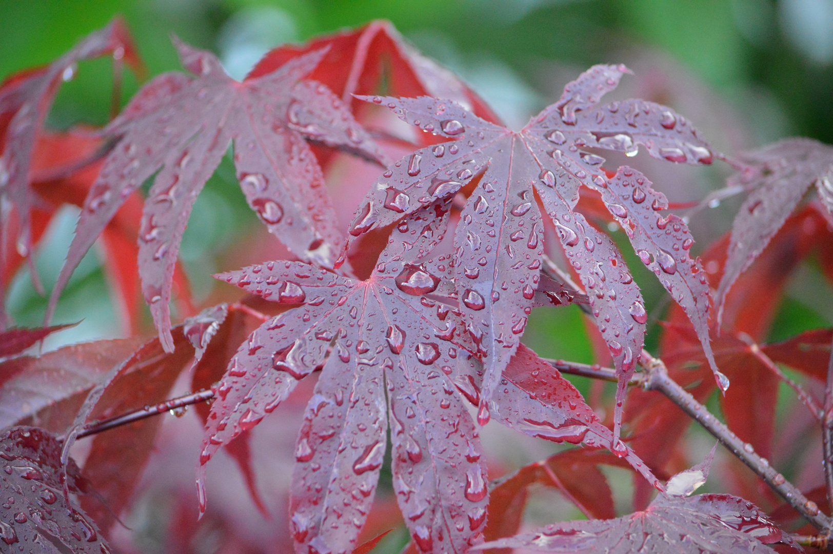 Rot-Ahorn nach regen