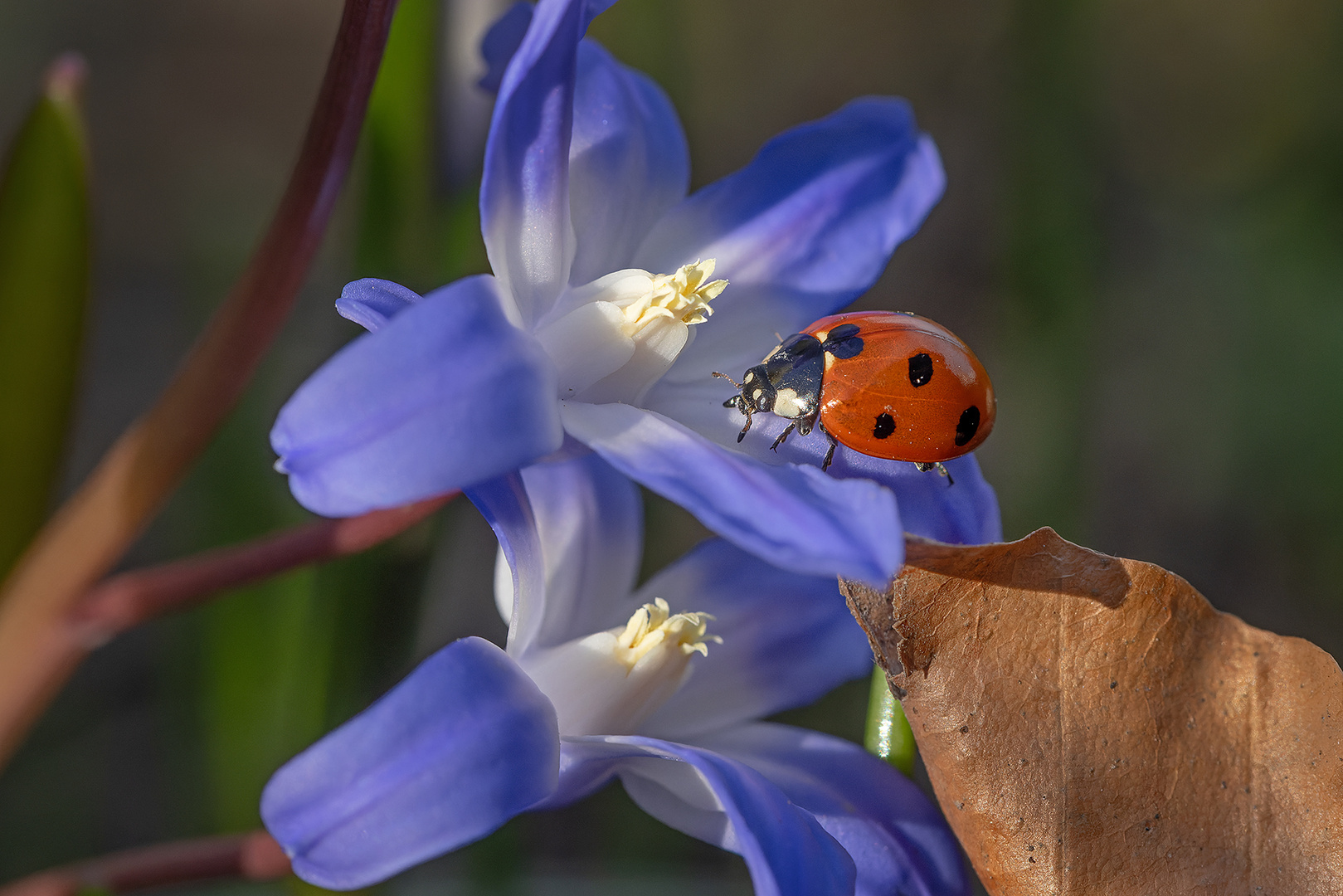 rot auf blau