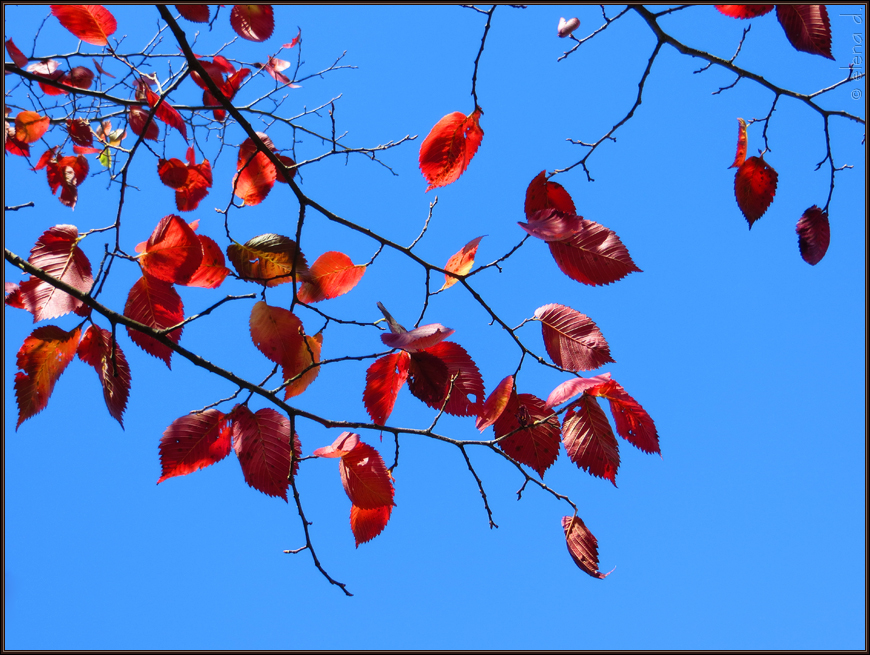 Rot auf blau