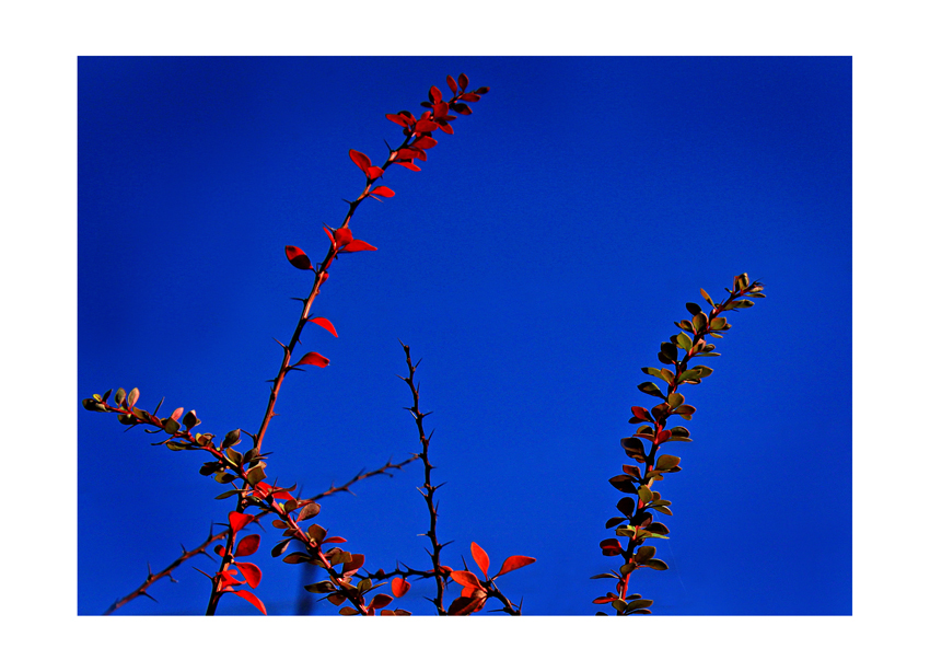 Rot auf blau...